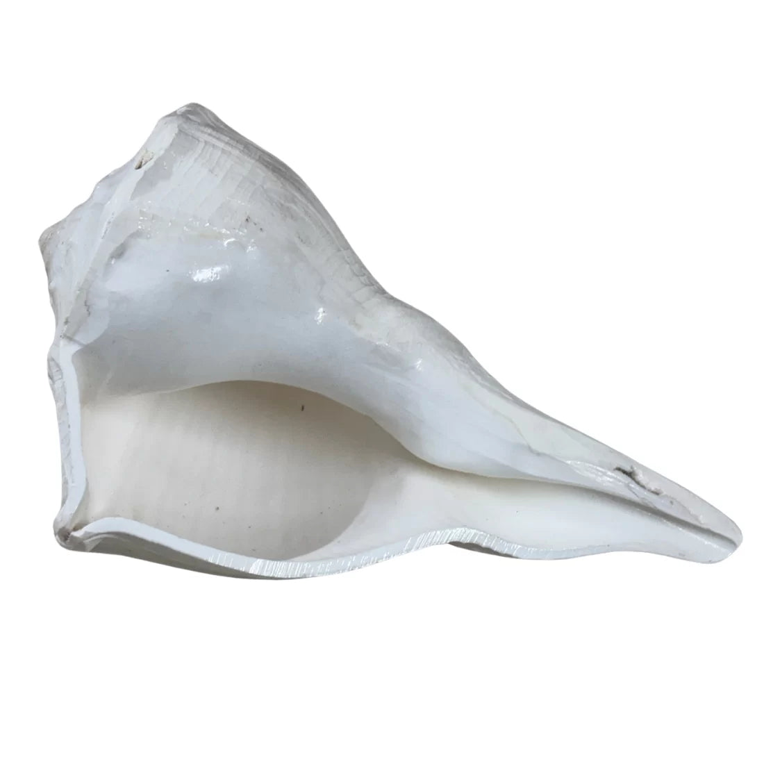 Dakshinavarti Conch — 8 to 10 inches