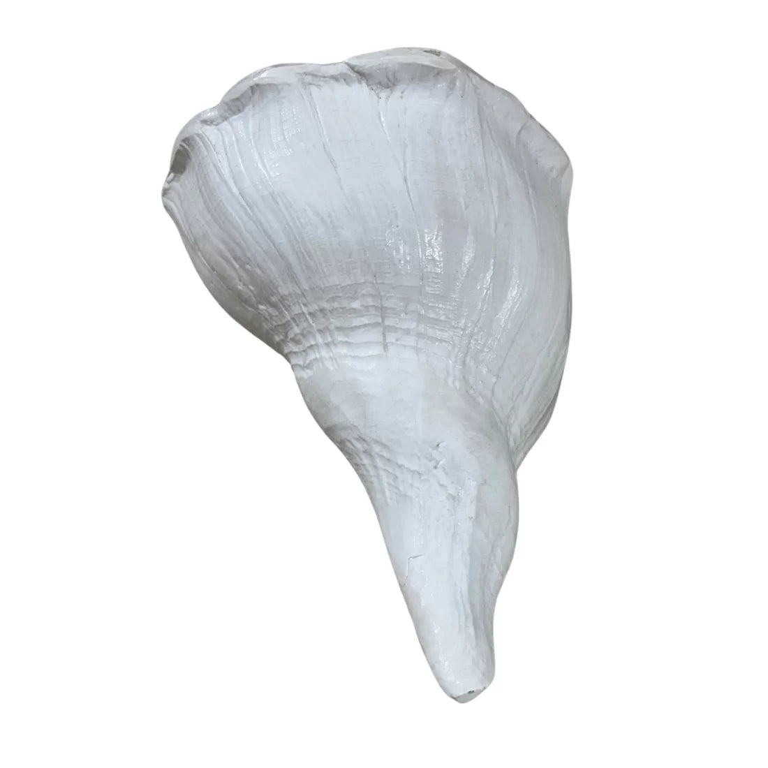 Dakshinavarti Conch — 8 to 10 inches