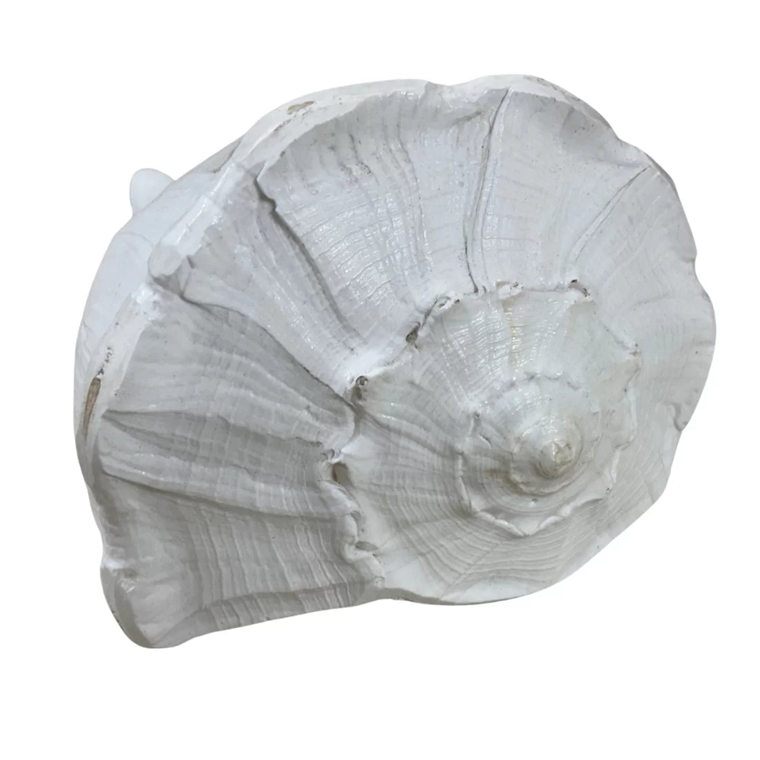 Buy rare Dakshinavarti right-handed conch 8-10 inches. Highly auspicious for puja, worship & sacred altar. Symbol of divine grace, prosperity & spiritual blessings.
