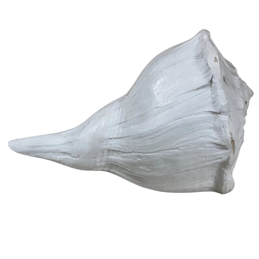 Dakshinavarti Conch | Rare Right-Handed Sacred Conch 8-10 inches | House of Swadeshi