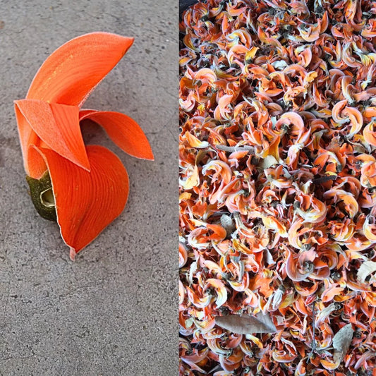 Flame of the Forest Dye Flowers 100g | Natural Orange Dye | House of Swadeshi